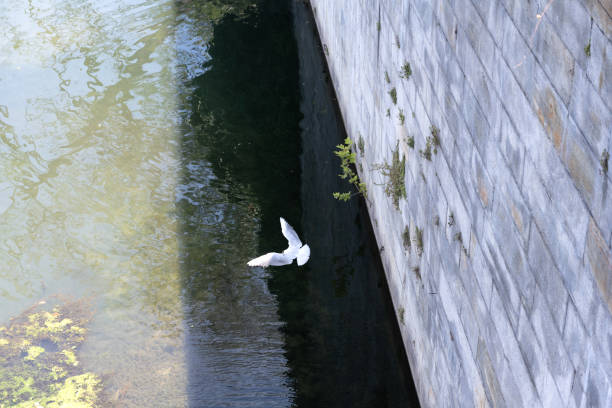 view of the river po with flying seagull