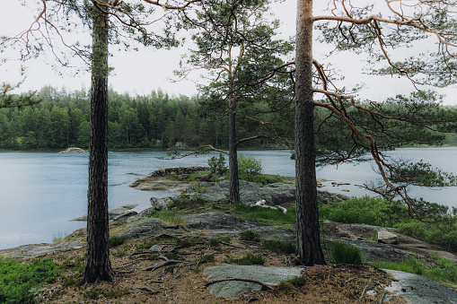 Moody summer day with Swedish nature