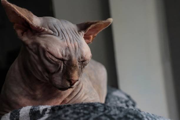 istock sphynx yellow-eyed cat sitting and relaxed 1407293567