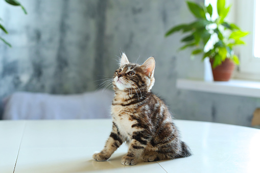 small grey kitten, Kurilian Bobtail  cute domestic pet, home background