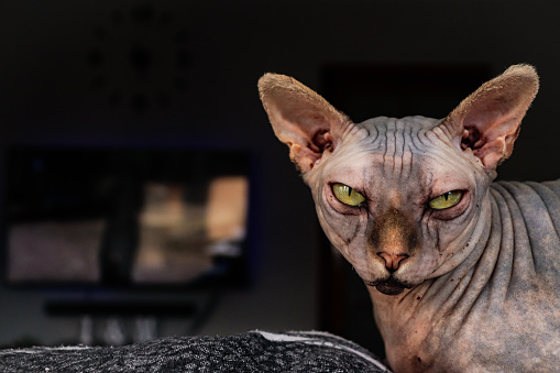 sphynx gato de ojos amarillos sentado con televisión de fondo photo