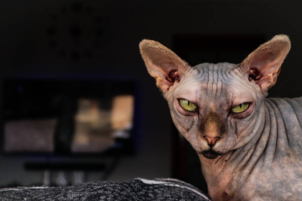 sphynx gato de ojos amarillos sentado con televisión de fondo - ojos amarillos fotografías e imágenes de stock