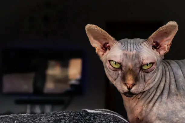 sphynx cat quiet in the living room with tv