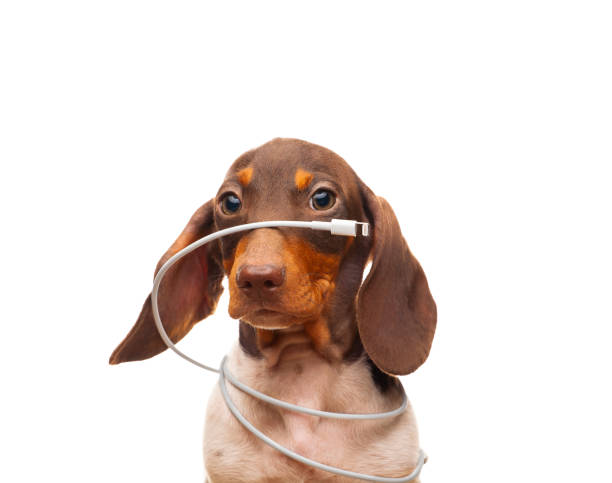 istock image of dog white background 1407293807