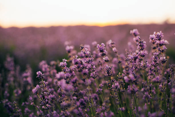 istock lavender flowers on a field in summer 1407293959