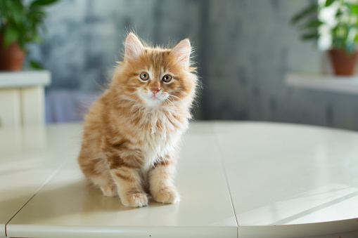 ginger kitten, cute domestic pet, interior
