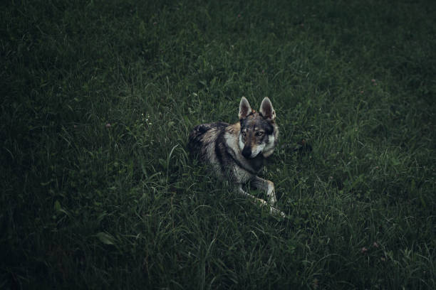 Czechoslovakian wolfdog lying on the grass