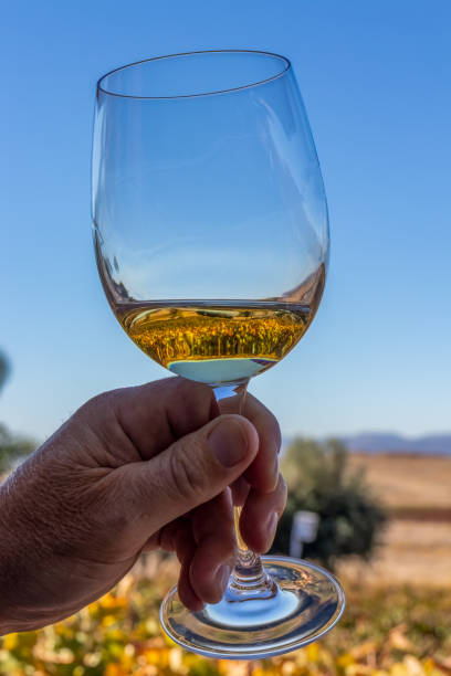 istock Male hand holding wine glass reflecting vines 1407297425