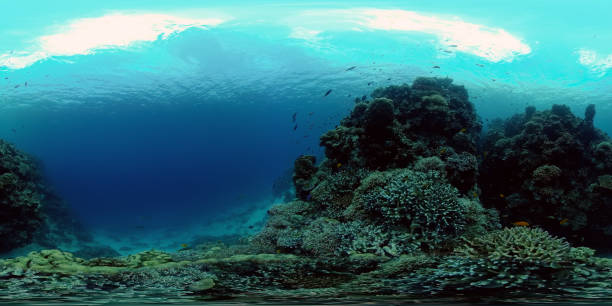 istock Coral reef and tropical fish. Philippines. 360-Degree view. 1407297707