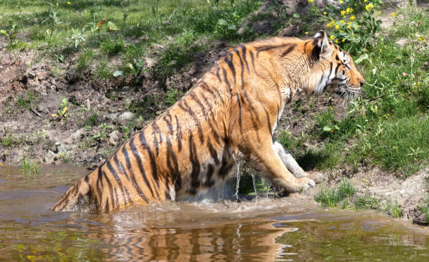 istock Amour tiger in the water, cooling down or playing 1407299999