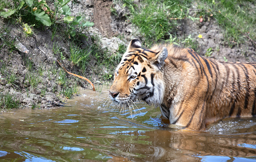 Amour tiger in the water, cooling down or playing - Dangerous wild cat