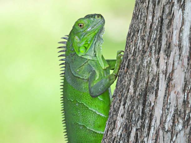 istock Green Iguana (Iguana iguana) resting on the side of a tree 1407300234