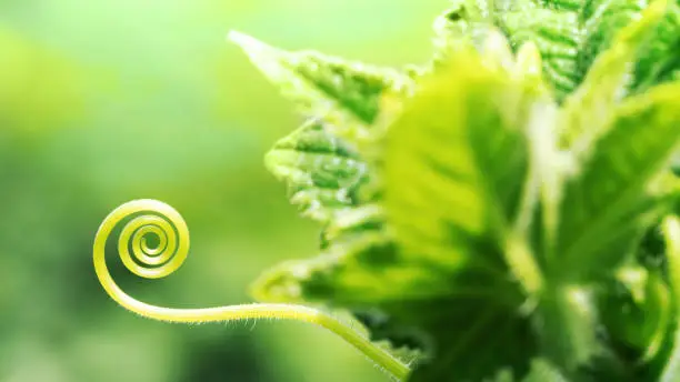 Tendril of a cucumber plant macro photography. Plant adaptations for climbing up the support. Green vegetable background on the theme of gardening and growing cucumbers.