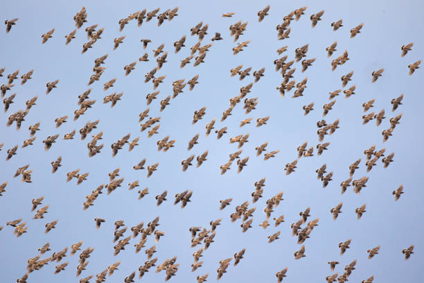 Wild birds found in Japan