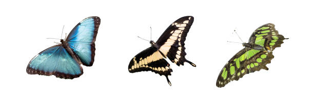 istock tropic butterfly wings isolated on white background 1407302096