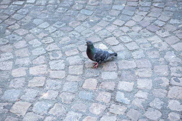 istock Pigeon on a cobbled street in Paris 1407303218