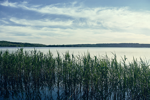 cattail reeds at the lakeside of lake beetzsee in the eastern part of germany.