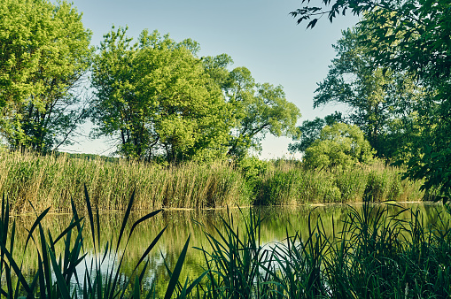 A small river flows slowly, the banks of this forest river are densely overgrown with reeds, grass and trees, lush summer vegetation, a simple rural landscape