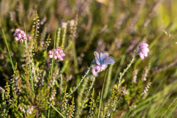 Hauhechel Blue on a heather flower