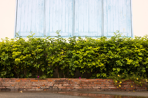 Low view background of a small hedge wall on a brick wall niche close to an old blue wooden window on a yellow concrete wall of a temple in rural Thailand.