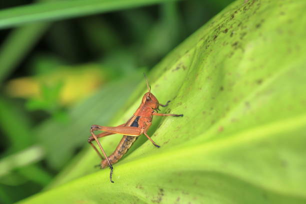 I found a black-colored grasshopper in Japan.