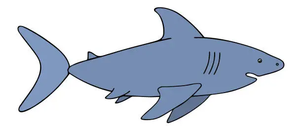 Vector illustration of Shark. Color vector illustration. Large predatory marine fish. An underwater monster with a toothy jaw. Isolated background. Cartoon style.