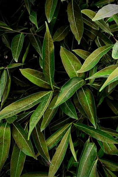 istock Vibrant green leaves in a dark bush 1407309488