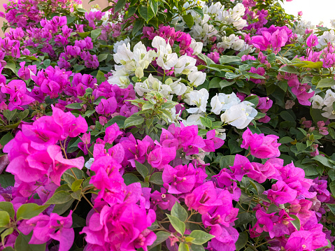 Stock photo showing pretty bright pink and white bougainvillea flowers bracts in the summer sunshine. These exotic pink bougainvillea flowers and colourful bracts are popular in the garden, often being grown as summer climbing plants / ornamental vines or flowering houseplants, in tropical hanging baskets or as patio pot plants.