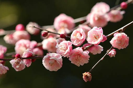 Pink red Plum flower blooming branch,  blue sky background photograph.