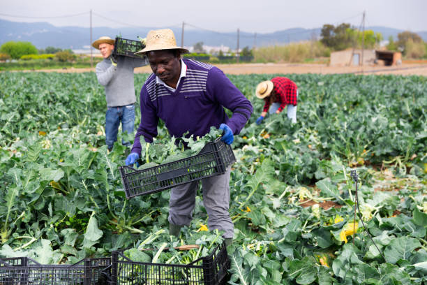 istock African man farmer harvesting broccoli at a farm 1407314428