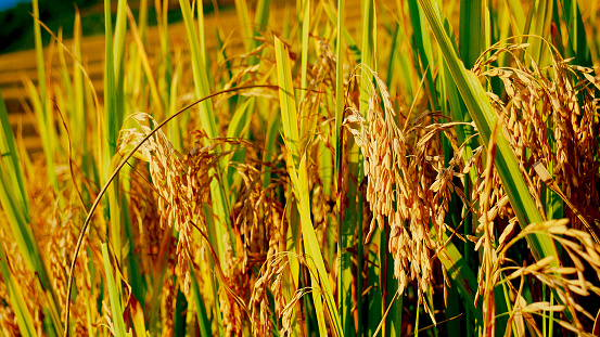 Asian golden rice paddy field vietnam green farm. Harvest agriculture planting cultivation gold, green rice terraces organic farm with tropical natural sunrise. Eco agriculture rice landscape concept