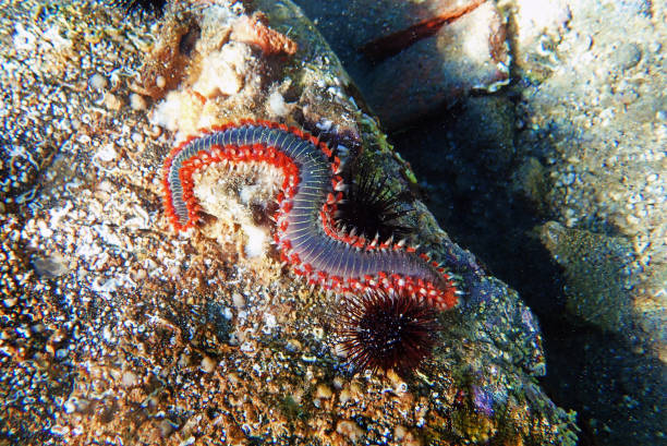 istock Bearded fireworm - Hermodice carunculata 1407316777