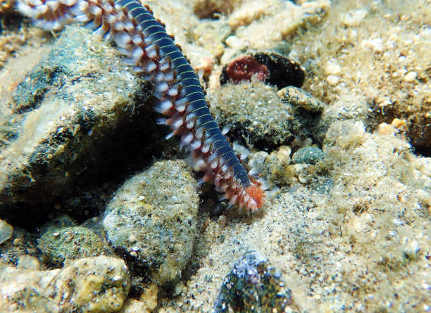 istock Bearded fireworm - Hermodice carunculata 1407316782