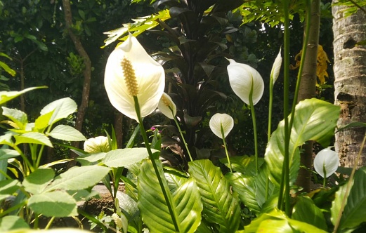 The lilies are very beautiful and the leaves are very fertile growing in Indonesian gardens