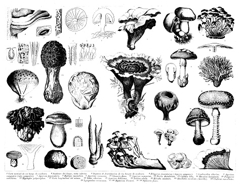 Antique engraving collection, Botany: Fungi