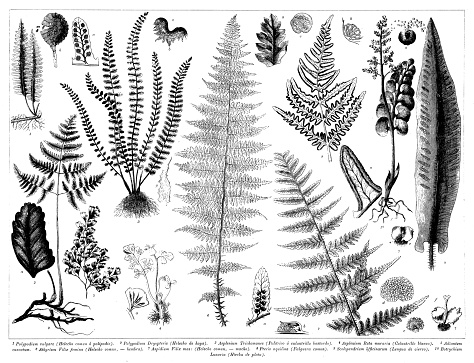 Antique engraving collection, Botany: Plant parts