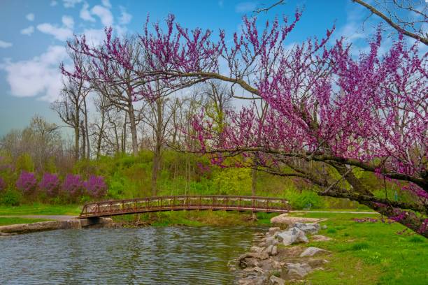 istock Walking bridge with samll creek and redbud tree-Howard County,Indiana 1407319840