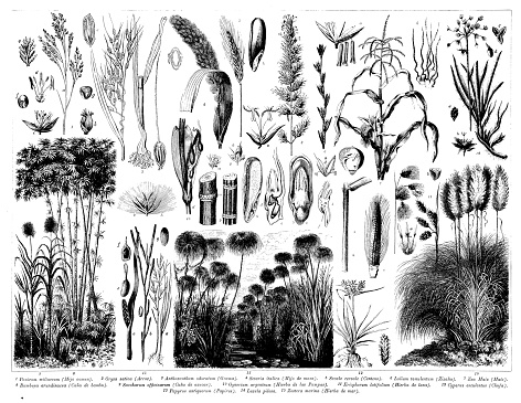 Antique engraving collection, Botany: Plant parts