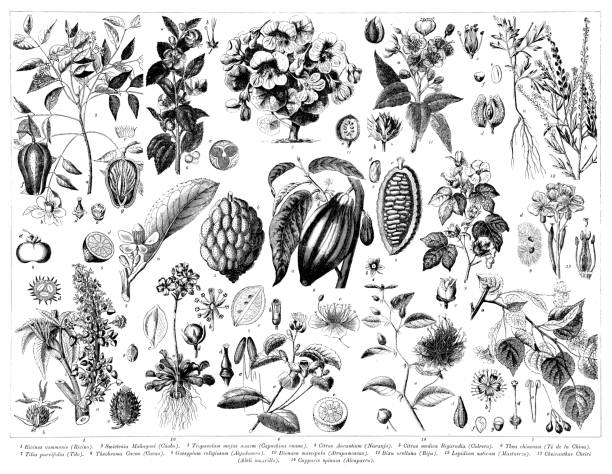 Antique engraving collection, Botany: Plant parts vector art illustration