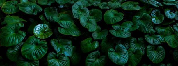 istock Dark green tropical leaf group background panoramic background concept of nature 1407320206