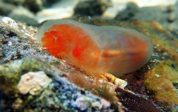 Vase sea squirt underwater scene into the Mediterranean sea - Ciona intestinalis stock photo