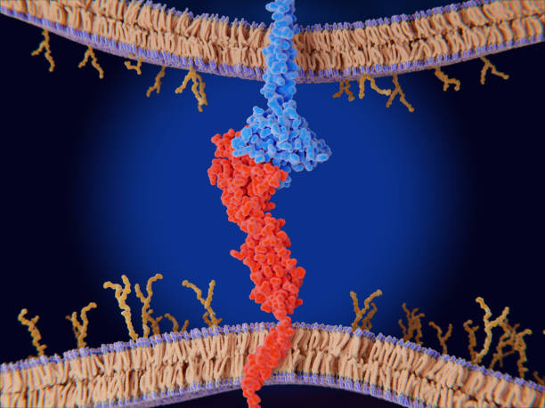 Immune checkpoint: The interaction between PD-L1 (red) on the surface of a cancer cell and the immune checkpoint PD-1 (blue) on a T-cell inhibits T-cell killing of tumor cells. stock photo