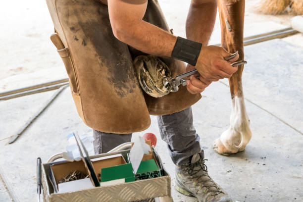 istock Crop farrier removing toe from hoof 1407321239