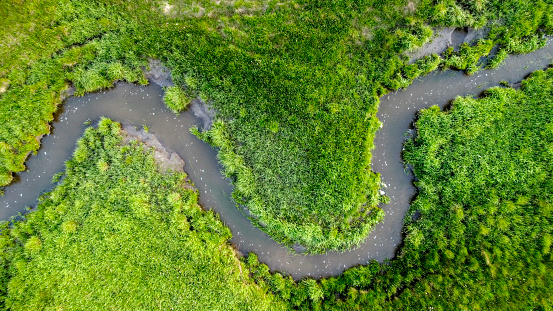 Aerial view of small river fork in green mangrove forest.