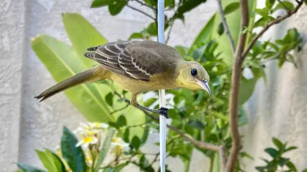 Photo of a female hooded oriole (Icterus cucullatus) poised in the garden.