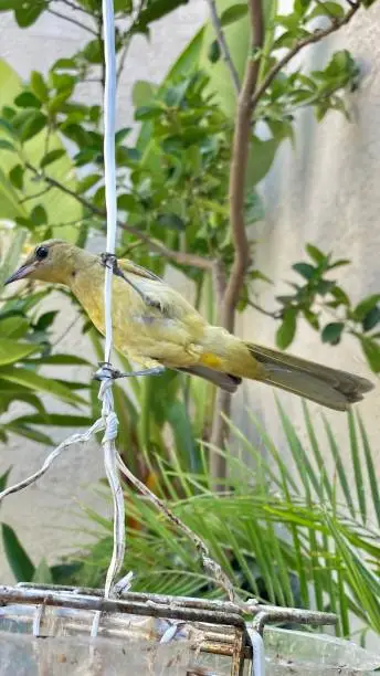 Photo of a female hooded oriole (Icterus cucullatus) poised in the garden.