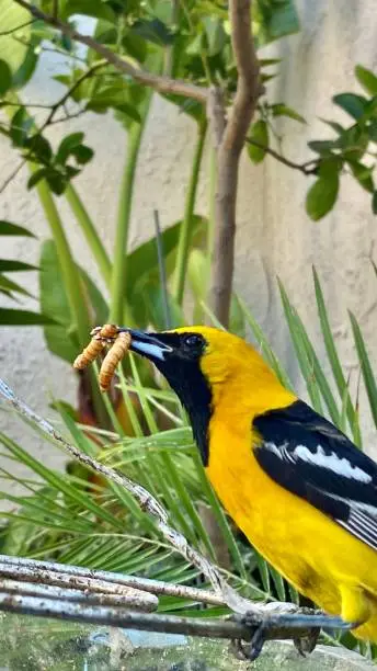 Photo of a male hooded oriole (Icterus cucullatus) perched in the garden holding two mealworms in his beak.