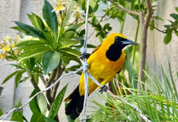 Photo of a male hooded oriole (Icterus cucullatus) perched in the garden.