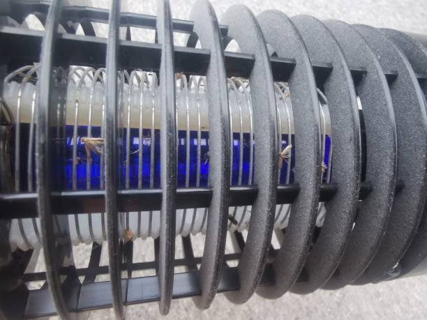 istock Dead insects in an electronic insect killer 1407323082