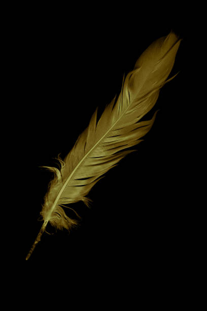 istock gold feather goose on a black isolated background 1407324437